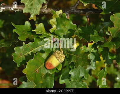 Acorn of common oak, pedunculate oak, English oak, Stock Photo