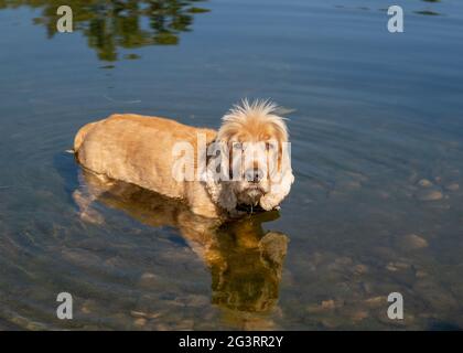 Red-haired spaniel dog standing in water in looking at camera Stock Photo