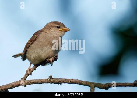 Juvenile House Sparrow Stock Photo