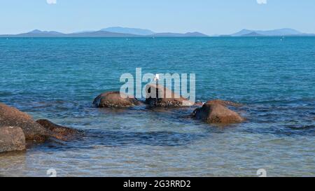 A seagull perched on a rock showing out of the water as the tide goes out on the blue ocean Stock Photo