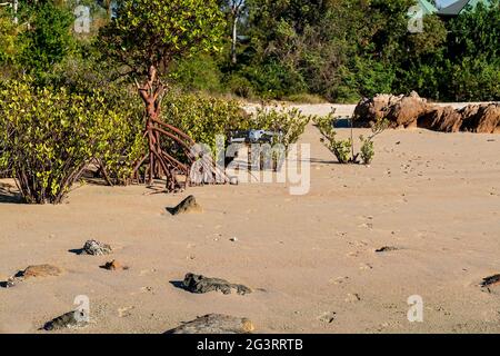 Saltwater mangroves growing on a sandy beach at low tide Stock Photo