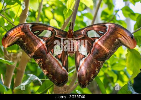 Snake head camouflage on Atlas moth (Attacus atlas) Stock Photo
