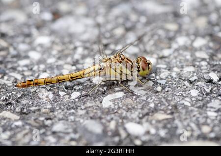 Side view of Sympetrum flaveolum Heidelibelle Stock Photo