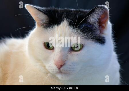 Cat resting on the couch Stock Photo