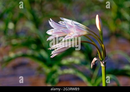 Farm Sandhof near Maltahöhe: Lily blossom (Crinum paludosum, amaryllis family), detail of lilies blooming in a 750 ha water-filled pan,  Namibia Stock Photo
