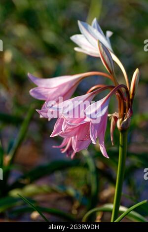 Farm Sandhof near Maltahöhe: Lily blossom (Crinum paludosum, amaryllis family), detail of lilies blooming in a 750 ha water-filled pan,  Namibia Stock Photo