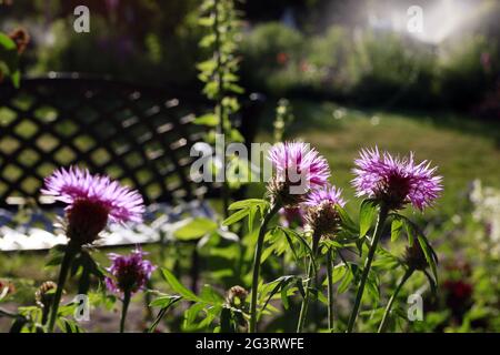 Persian cornflower or whitewash cornflower (Centaurea dealbata) - Flower in close-up Stock Photo