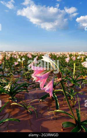 Farm Sandhof near Maltahöhe: Lilies (Crinum paludosum, amaryllis family) blooming in a 750 ha water-filled pan, rainy season, Hardap Region, Namibia Stock Photo