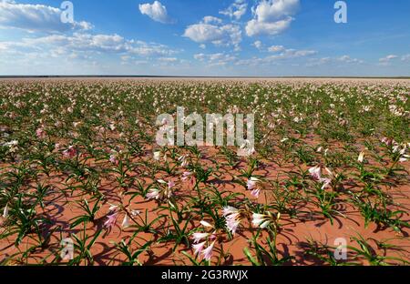 Farm Sandhof near Maltahöhe: Lilies (Crinum paludosum, amaryllis family) blooming in a 750 ha water-filled pan, rainy season, Hardap Region, Namibia Stock Photo