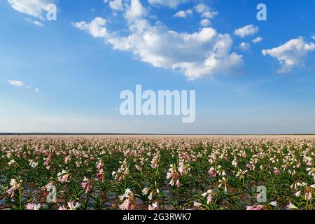 Farm Sandhof near Maltahöhe: Lilies (Crinum paludosum, amaryllis family) blooming in a 750 ha water-filled pan, rainy season, Hardap Region, Namibia Stock Photo