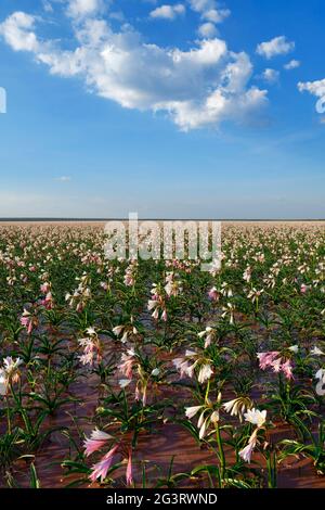 Farm Sandhof near Maltahöhe: Lilies (Crinum paludosum, amaryllis family) blooming in a 750 ha water-filled pan, rainy season, Hardap Region, Namibia Stock Photo