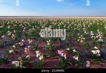 Farm Sandhof near Maltahöhe: Lilies (Crinum paludosum, amaryllis family) blooming in a 750 ha water-filled pan, rainy season, Hardap Region, Namibia Stock Photo