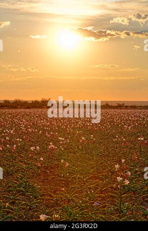 Farm Sandhof near Maltahöhe: Lilies (Crinum paludosum, amaryllis family) blooming in a 750 ha water-filled pan, rainy season, Hardap Region, Namibia Stock Photo