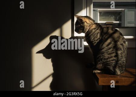 Tabby Cat Sitting in a Patch of Sunshine Looking at His Shadow Stock Photo