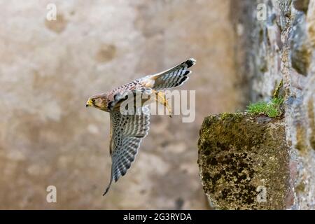 European Kestrel, Eurasian Kestrel, Old World Kestrel, Common Kestrel (Falco tinnunculus), in flight, Germany, Rhineland-Palatinate Stock Photo