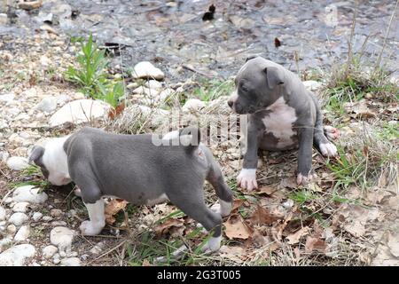 Pics of hot sale baby pitbulls