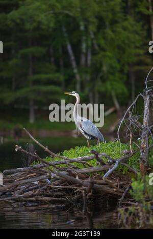Northern Wi Vector Great blue heron family with adult parents and hungry chicks in the ...