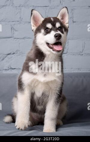 Theme pet puppy dog home. Funny active baby husky female black and white, three months old, is playing on a gray sofa in the liv Stock Photo