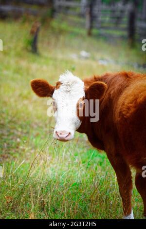 A young red calf stands on a green meadow. Cattle breeding on the farm Stock Photo
