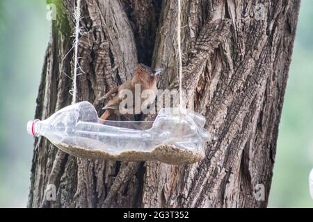 Feeders and drinkers for birds made with recycled plastic bottles Stock Photo