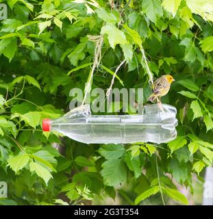 Feeders and drinkers for birds made with recycled plastic bottles Stock Photo