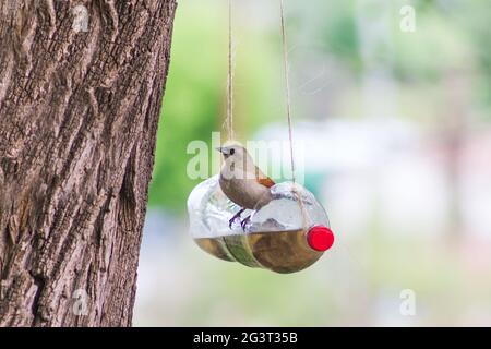 Feeders and drinkers for birds made with recycled plastic bottles Stock Photo