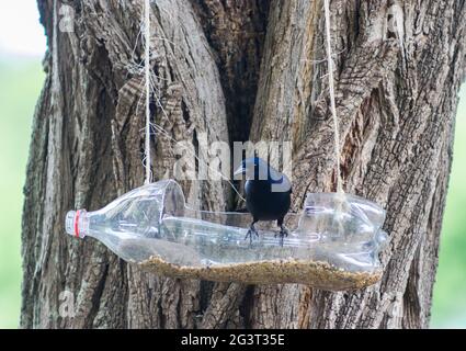 Feeders and drinkers for birds made with recycled plastic bottles Stock Photo