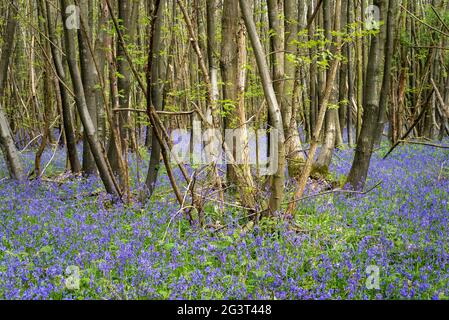 Coppiced trees in a British bluebell woodland Stock Photo