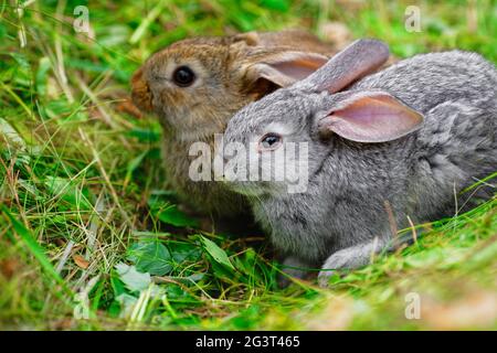 Two adorable little rabbits are sitting on the green grass. Blank for a calendar or postcard with animals. Stock Photo