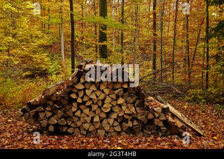 Wood stack in the autumn forest Stock Photo