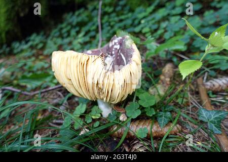 Brittlegill mushroom (Russula spec.) - Hiking on the gorge trail Passeier Valley Stock Photo