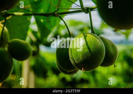 Momordica grosvenori fruits Stock Photo