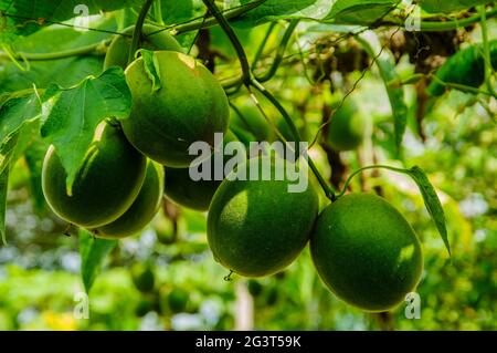 Momordica grosvenori fruits Stock Photo