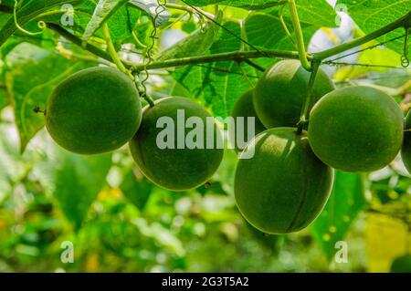 Momordica grosvenori fruits Stock Photo