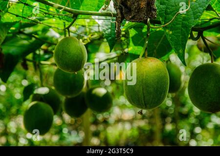 Momordica grosvenori fruits Stock Photo