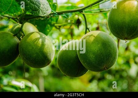 Momordica grosvenori fruits Stock Photo