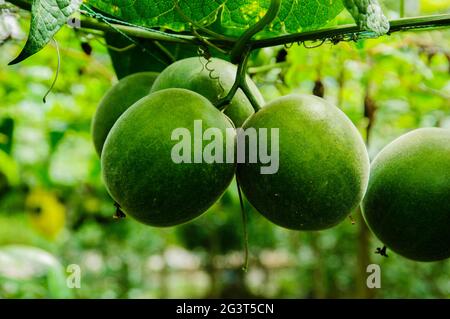 Momordica grosvenori fruits Stock Photo