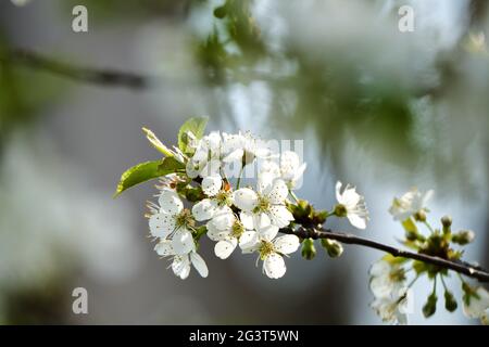 North star cherry tree blossoms in Spring with blurry background Stock Photo