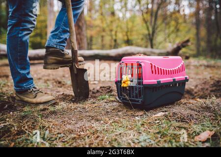 The topic of burial of pets is not legal. Man digs hole with shovel for burying an animal in the forest. The owner makes the gra Stock Photo