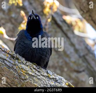 Common Grackle Quiscalus quiscula Perched On A Branch Stock Photo