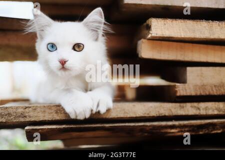 A charming white kitten with heterochromia is sitting on the boards. Stock Photo