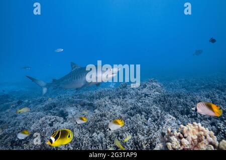 tiger shark, Galeocerdo cuvier, swims over a coral reef with colorful butterflyfish, snappers, and other tropical fish, Honokohau, Kona, Hawaii, USA Stock Photo