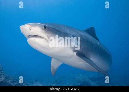 tiger shark, Galeocerdo cuvier, Honokohau, Kona, Big Island, Hawaii, USA ( Central Pacific Ocean ) Stock Photo