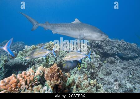 tiger shark, Galeocerdo cuvier, swims over coral reef with bluefin trevally  and other reef fish, Honokohau, Kona, Big Island, Hawaii, USA Stock Photo