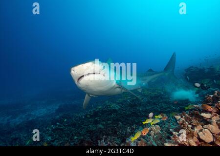 large female tiger shark, Galeocerdo cuvier, swims over coral reef populated by blueline snappers, damselfish, and hawkfish, Kona, Hawaii, USA Stock Photo