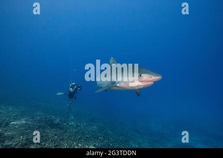 diver shoots video of a large female tiger shark, Galeocerdo cuvier, with crooked jaw from fishing interaction, and a remora, Honokohau, Kona, Hawaii Stock Photo