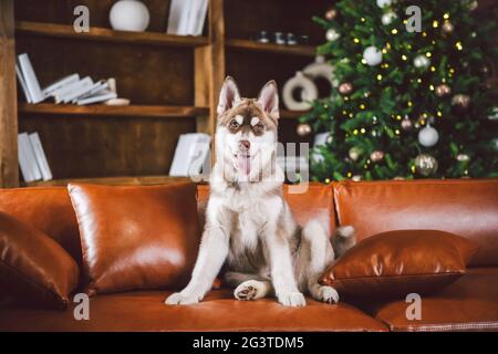 Puppy male Siberian Husky of white beige color in interior living room gets pleasure on red leather sofa against library and Chr Stock Photo