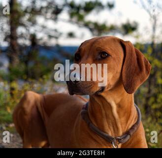 Dog Breed rhodesian ridgeback portrait in nature Jena Stock Photo