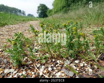 Pineappleweed, wild chamomile or disc mayweed (Matricaria discoidea),  on a dirt road Stock Photo