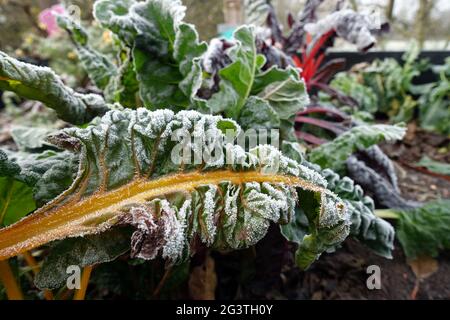 Rime on chard (Beta vulgaris) with colored stems